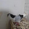 کله ،سینه ،و ساده چاهی