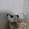 کله ،سینه ،و ساده چاهی