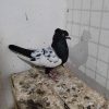کله ،سینه ،و ساده چاهی