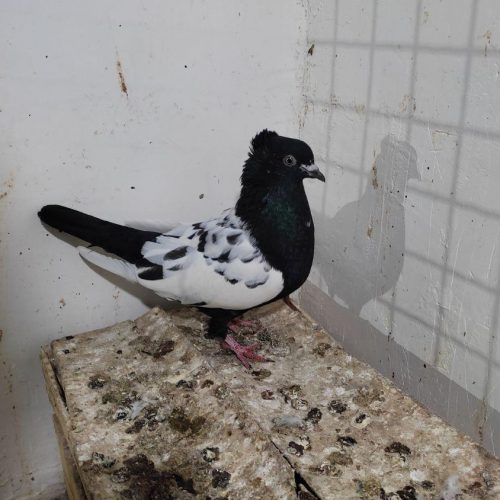 کله ،سینه ،و ساده چاهی