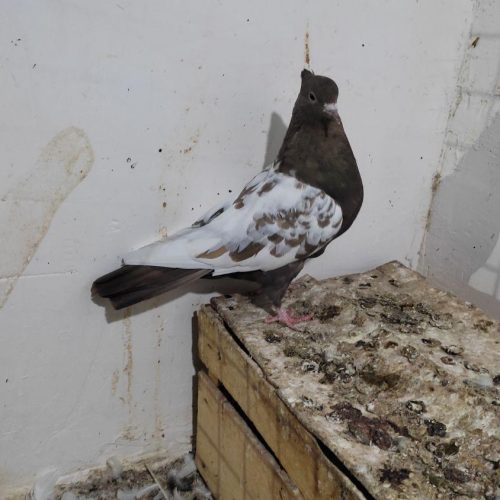 کله ،سینه ،و ساده چاهی