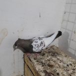 کله ،سینه ،و ساده چاهی