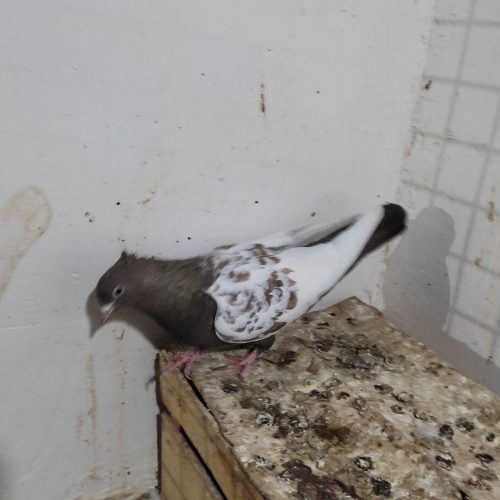 کله ،سینه ،و ساده چاهی